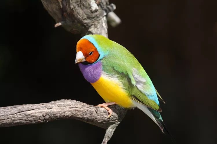 Outlet Bird Food Store 7 Outlet Bird Food Store -Outlet Bird Food Store 435423E